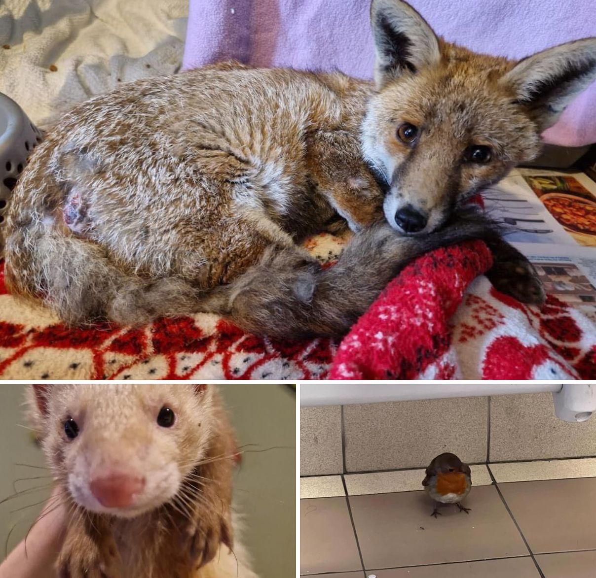 WWW – Website, Wood, Wildlife